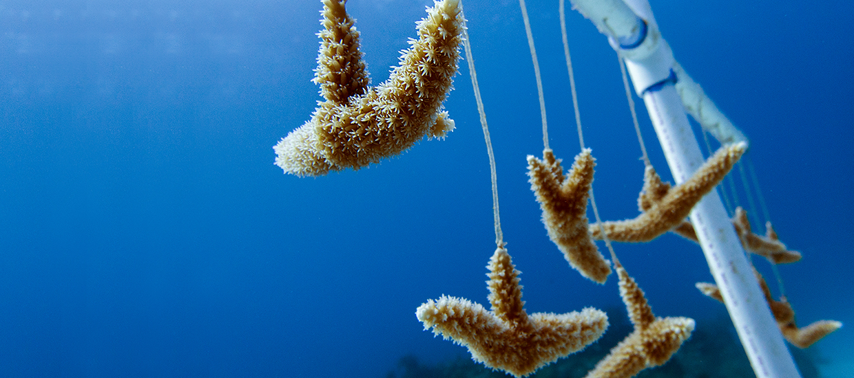 Marine Biology and Ecology