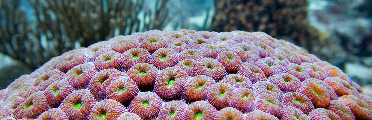 Marine Biology and Ecology