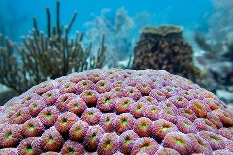 Marine Biology and Ecology